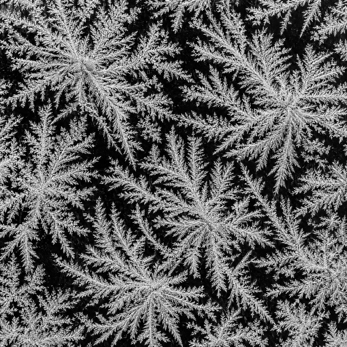 A macro photograph of hoar frost: six-pointed star crystals grown on glass, white on grey.