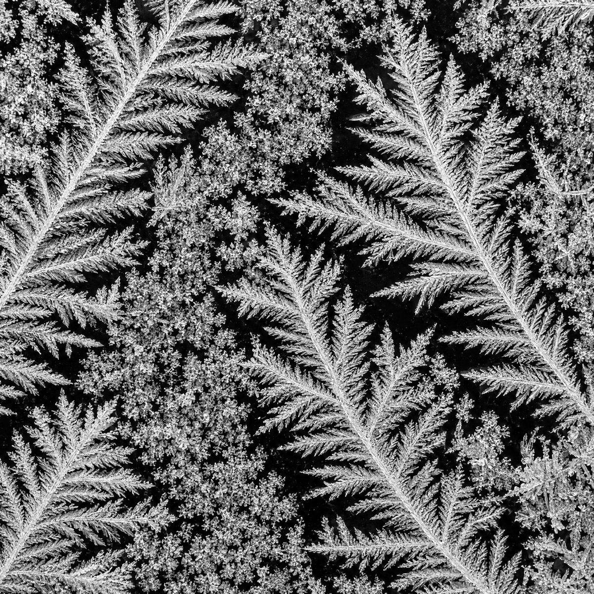 A macro photograph of frost ferns: feather-shaped crystals branching across glass.